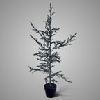 BRYNXZ kunstboom Tree Ceder Grey, maat M, 120 cm hoog, in zwarte kweekpot