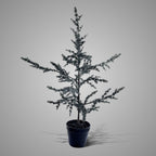 BRYNXZ kunstboom Tree Ceder Grey, maat S, 80 cm hoog, in zwarte kweekpot